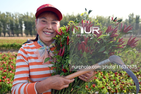 A farmer harvests chili peppers in a field in Shenyang, China, on October 5, 2024. 