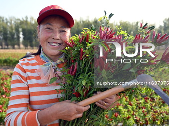 A farmer harvests chili peppers in a field in Shenyang, China, on October 5, 2024. (