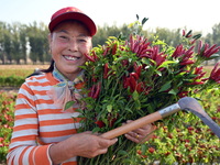 A farmer harvests chili peppers in a field in Shenyang, China, on October 5, 2024. (