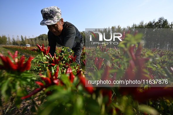 A farmer harvests chili peppers in a field in Shenyang, China, on October 5, 2024. 