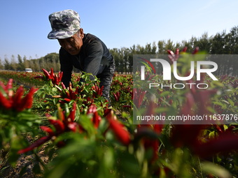 A farmer harvests chili peppers in a field in Shenyang, China, on October 5, 2024. (