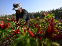 A farmer harvests chili peppers in a field in Shenyang, China, on October 5, 2024. (