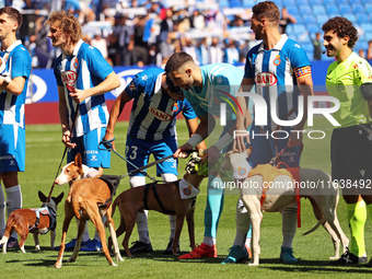 Before the start of the match against RCD Mallorca, the RCD Espanyol players take to the field with eleven dogs to promote adoption and rais...