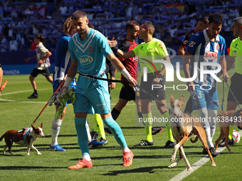 Before the start of the match against RCD Mallorca, the RCD Espanyol players take to the field with eleven dogs to promote adoption and rais...