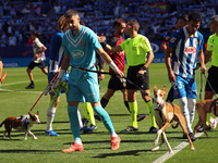 Before the start of the match against RCD Mallorca, the RCD Espanyol players take to the field with eleven dogs to promote adoption and rais...