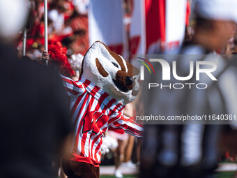 Bucky Badger leads the Wisconsin Badgers onto the field at Camp Randall Stadium against the Purdue Boilermakers in Madison, Wisconsin, on Oc...