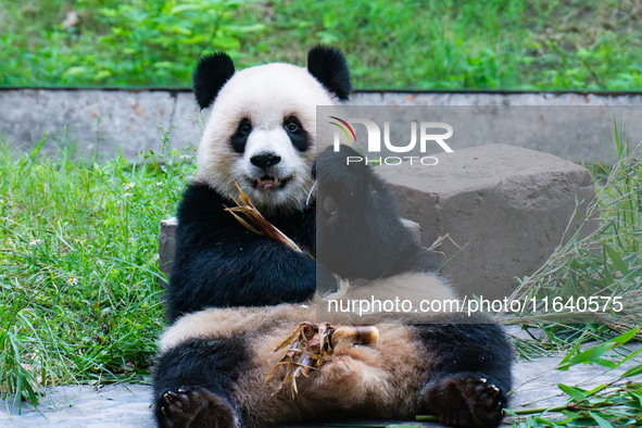 Giant panda Yu Ai eats a bamboo shoot at Chongqing Zoo in Chongqing, China, on October 5, 2024. 