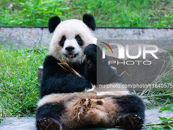 Giant panda Yu Ai eats a bamboo shoot at Chongqing Zoo in Chongqing, China, on October 5, 2024. (