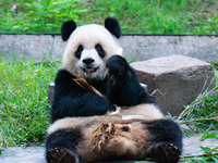 Giant panda Yu Ai eats a bamboo shoot at Chongqing Zoo in Chongqing, China, on October 5, 2024. (