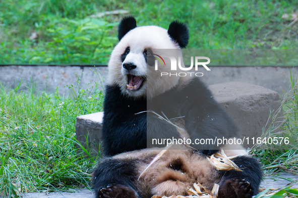 Giant panda Yu Ai eats a bamboo shoot at Chongqing Zoo in Chongqing, China, on October 5, 2024. 