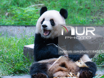 Giant panda Yu Ai eats a bamboo shoot at Chongqing Zoo in Chongqing, China, on October 5, 2024. (