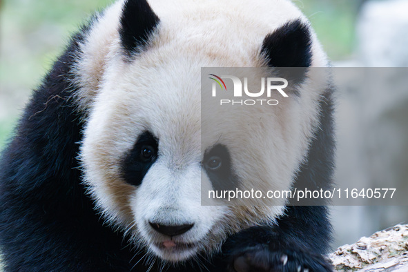 Giant panda ''Yu Ke'' climbs a tree at Chongqing Zoo in Chongqing, China, on October 5, 2024. 