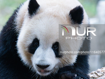 Giant panda ''Yu Ke'' climbs a tree at Chongqing Zoo in Chongqing, China, on October 5, 2024. (