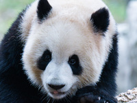 Giant panda ''Yu Ke'' climbs a tree at Chongqing Zoo in Chongqing, China, on October 5, 2024. (