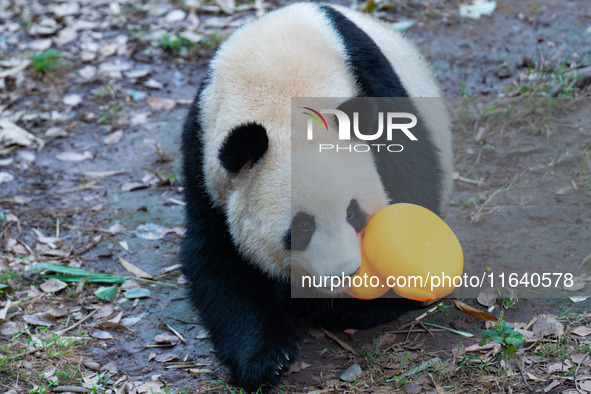 Giant panda ''Yu Ke'' plays with a small yellow duck at Chongqing Zoo in Chongqing, China, on October 5, 2024. 