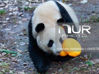 Giant panda ''Yu Ke'' plays with a small yellow duck at Chongqing Zoo in Chongqing, China, on October 5, 2024. (