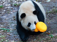 Giant panda ''Yu Ke'' plays with a small yellow duck at Chongqing Zoo in Chongqing, China, on October 5, 2024. (