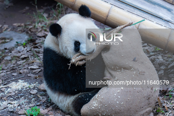 Giant panda ''Yu Ke'' plays with a big sack at Chongqing Zoo in Chongqing, China, on October 5, 2024. 