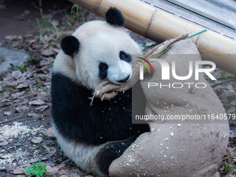 Giant panda ''Yu Ke'' plays with a big sack at Chongqing Zoo in Chongqing, China, on October 5, 2024. (