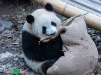 Giant panda ''Yu Ke'' plays with a big sack at Chongqing Zoo in Chongqing, China, on October 5, 2024. (