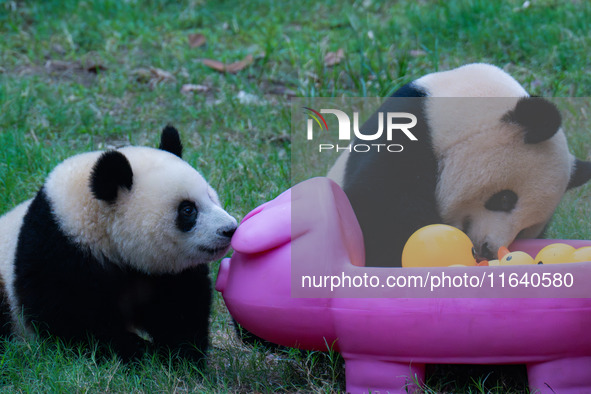 Giant panda Mang Cancan and his mother Mang Zai play with a small yellow duck and a pigcart at Chongqing Zoo in Chongqing, China, on October...