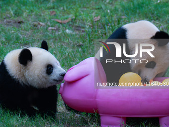 Giant panda Mang Cancan and his mother Mang Zai play with a small yellow duck and a pigcart at Chongqing Zoo in Chongqing, China, on October...