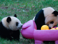 Giant panda Mang Cancan and his mother Mang Zai play with a small yellow duck and a pigcart at Chongqing Zoo in Chongqing, China, on October...