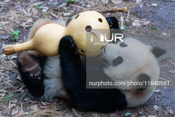 Giant panda ''Yu Ke'' plays with a gourd at Chongqing Zoo in Chongqing, China, on October 5, 2024. 