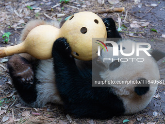 Giant panda ''Yu Ke'' plays with a gourd at Chongqing Zoo in Chongqing, China, on October 5, 2024. (