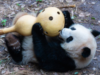 Giant panda ''Yu Ke'' plays with a gourd at Chongqing Zoo in Chongqing, China, on October 5, 2024. (