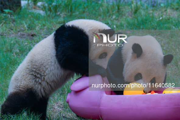 Giant panda Mang Cancan and his mother Mang Zai play with a small yellow duck and a pigcart at Chongqing Zoo in Chongqing, China, on October...