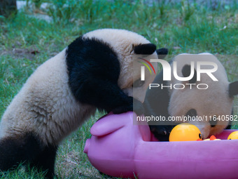 Giant panda Mang Cancan and his mother Mang Zai play with a small yellow duck and a pigcart at Chongqing Zoo in Chongqing, China, on October...