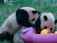 Giant panda Mang Cancan and his mother Mang Zai play with a small yellow duck and a pigcart at Chongqing Zoo in Chongqing, China, on October...