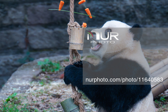 Giant panda Yu Ai eats a bamboo tube set meal at Chongqing Zoo in Chongqing, China, on October 5, 2024. 