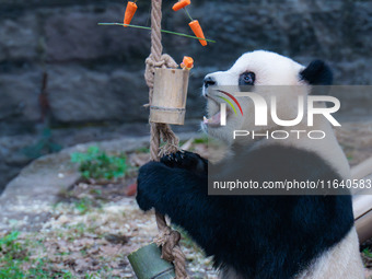 Giant panda Yu Ai eats a bamboo tube set meal at Chongqing Zoo in Chongqing, China, on October 5, 2024. (