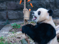 Giant panda Yu Ai eats a bamboo tube set meal at Chongqing Zoo in Chongqing, China, on October 5, 2024. (