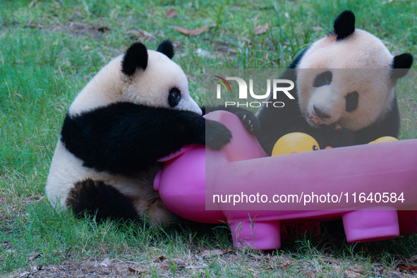 Giant panda Mang Cancan and his mother Mang Zai play with a small yellow duck and a pigcart at Chongqing Zoo in Chongqing, China, on October...