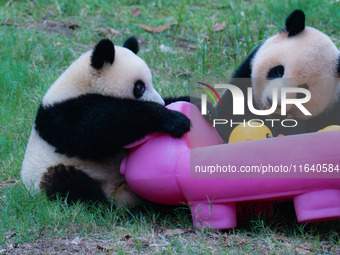 Giant panda Mang Cancan and his mother Mang Zai play with a small yellow duck and a pigcart at Chongqing Zoo in Chongqing, China, on October...