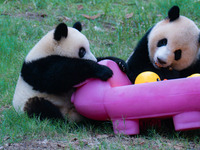 Giant panda Mang Cancan and his mother Mang Zai play with a small yellow duck and a pigcart at Chongqing Zoo in Chongqing, China, on October...