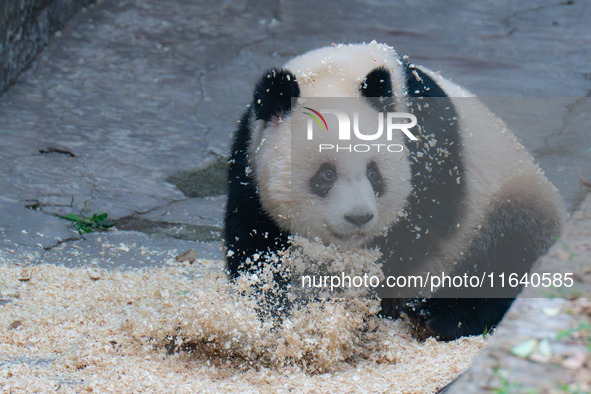 Giant panda Yu Ai plays with wood chips at Chongqing Zoo in Chongqing, China, on October 5, 2024. 