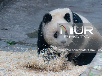 Giant panda Yu Ai plays with wood chips at Chongqing Zoo in Chongqing, China, on October 5, 2024. (