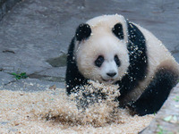 Giant panda Yu Ai plays with wood chips at Chongqing Zoo in Chongqing, China, on October 5, 2024. (