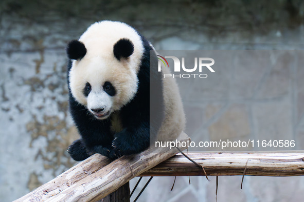 Giant panda Mang Cancan climbs a wooden frame at Chongqing Zoo in Chongqing, China, on October 5, 2024. 