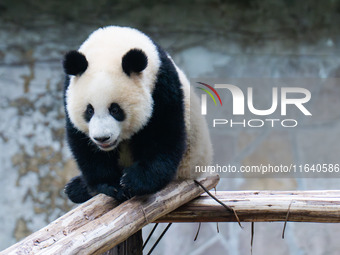 Giant panda Mang Cancan climbs a wooden frame at Chongqing Zoo in Chongqing, China, on October 5, 2024. (