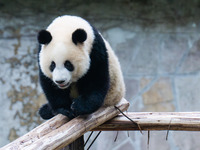 Giant panda Mang Cancan climbs a wooden frame at Chongqing Zoo in Chongqing, China, on October 5, 2024. (