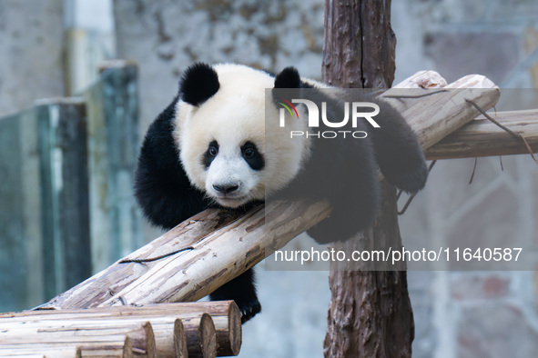 Giant panda Mang Cancan climbs a wooden frame at Chongqing Zoo in Chongqing, China, on October 5, 2024. 