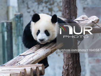 Giant panda Mang Cancan climbs a wooden frame at Chongqing Zoo in Chongqing, China, on October 5, 2024. (