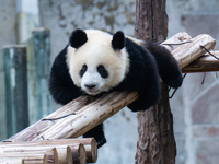 Giant panda Mang Cancan climbs a wooden frame at Chongqing Zoo in Chongqing, China, on October 5, 2024. (