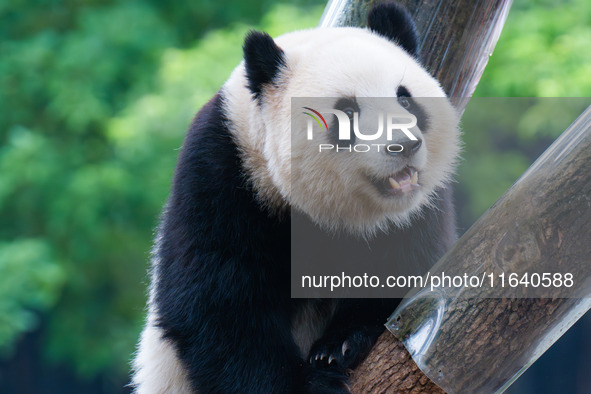 Giant panda ''Yu Ke'' climbs a tree at Chongqing Zoo in Chongqing, China, on October 5, 2024. 