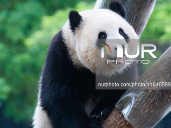 Giant panda ''Yu Ke'' climbs a tree at Chongqing Zoo in Chongqing, China, on October 5, 2024. (